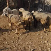میش سرحال|حیوانات مزرعه|بهبهان, |دیوار