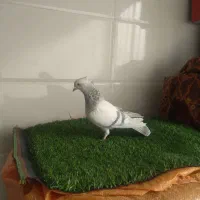 ماده سوسنی|پرنده|زرقان, |دیوار