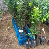 نهال میوه،مرکبات،سیاهریشه،فضاسازی|خدمات باغبانی و درختکاری|تولم شهر, |دیوار