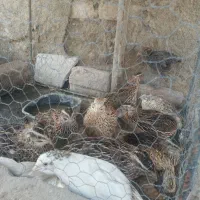 بلدرچین چاق خونگی