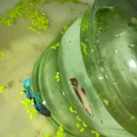 ماهی فایتر|ماهی|چناران, |دیوار