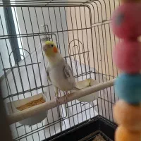 عروس هلندی نر ابلق
