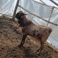 نر بز های چهل خال اصل پاکستانی