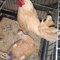 مرغ و خروس سبرایت،گلین ابریشمی