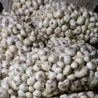 فروش پیاز محلی