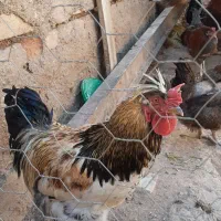 مرغ وخروس جوان|حیوانات مزرعه|شال, |دیوار