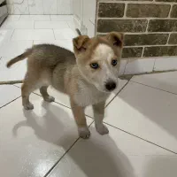 واگذاری توله هاسکی