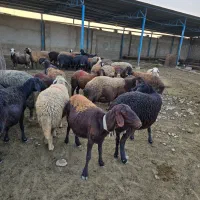 گله گوسفند میش افشاری بره|حیوانات مزرعه|اصفهان, بهارستان|دیوار