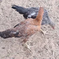 چند عدد جوجه خروس و مرغ دورگ لاری درجه یک|حیوانات مزرعه|تویسرکان, |دیوار