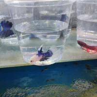 فایتر مولد|ماهی|مشهد, سعد آباد|دیوار