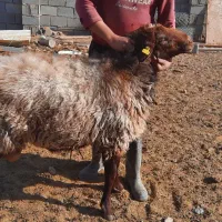 قوچ همو|حیوانات مزرعه|محلات, |دیوار