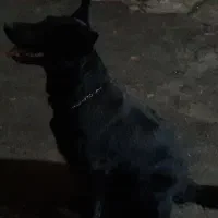 توله ژرمن BLACK نر و ماده درجه 1