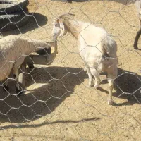 بز محلی|حیوانات مزرعه|پاریز, |دیوار