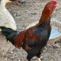 خروس لاری/خروس/مرغ محلی/مرغ لاری/اردک