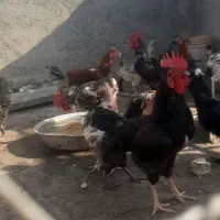 خروس برای فروش