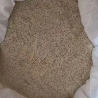 برنج علی کاظمی دورود