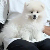 توله پامر سفید دوماهه