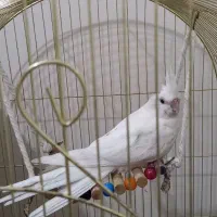 جوجه عروس هلندی نر آلبینو،معاوضه