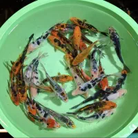 ماهی کوی همه سایز|ماهی|شیراز, شهرک بهار|دیوار