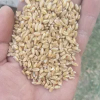 فروش گندم پیش گام تمیز