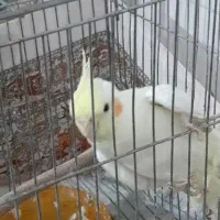 عروس هلندی