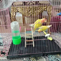 جفت کوتوله نر و ماده|پرنده|زابل, |دیوار