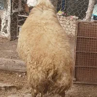 مغان|حیوانات مزرعه|دینور, |دیوار