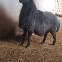 قوچ قزل  افشار برای نسل گیری