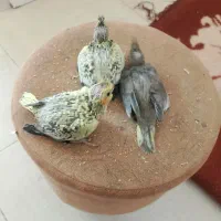 چهارتا جوجه عروس هلندییک ماهه 2میلیون