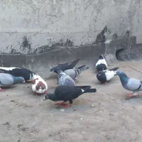 کفتر پنج جفت جفگا