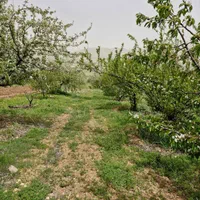 فروش  باغ صحنه دینور روستای احمد ابادو جیهون اباد|فروش دفتر صنعتی، کشاورزی، تجاری|صحنه, |دیوار