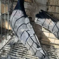 دوتا ماده سوسک کاکلی|پرنده|اردکان, |دیوار