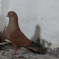 کبوترکله سرخ کله طلایی