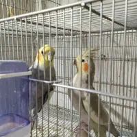 فروش جفت عروس هلندی مولد