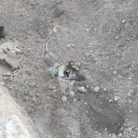 حیوانات|سگ|بستان آباد, |دیوار