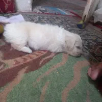 واگذاری|سگ|یزد, |دیوار