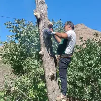 خرید چوب انواع درخت های میوه ، گردو و سپیدار|خدمات باغبانی و درختکاری|چناران, |دیوار