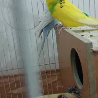 یک جفت مرغ عشق|پرنده|بروجرد, |دیوار