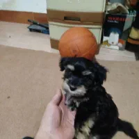 واگذاری توله شیتزو تریر