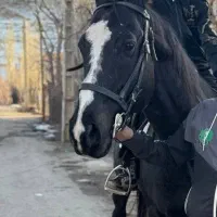 اسب وارداتی درساژ