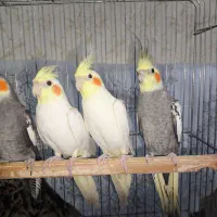 ۴ عروس هلندی چهارماهه