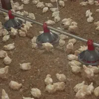 مرغ زنده گوشتی