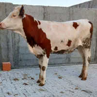 دوراس تلیسه پای کل گوساله گاو جنس سیمینتال اصل