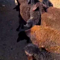 بره ماده قزل افشاری قره قزل
