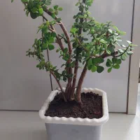 کراسولا خرفه ای (معروف به گیاه ثروت)