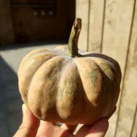 کدو حلوایی