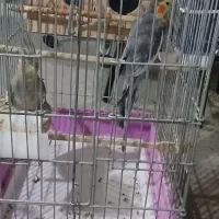 دو عدد عروس هلندی