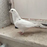 کاشانی یا تهرانی|پرنده|بندر ماهشهر, |دیوار