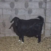 بز دوقلوزا چهار ماهه