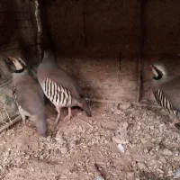 پرندگان خانگی